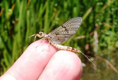 Re: Las Moscas de la semana......